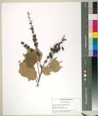 Image result for Triumfetta cordifolia