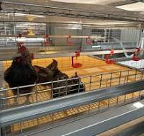 cage à poules à vendre de Chine, liste de produits cage à ...