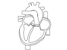 Use this glossary with the heart anatomy label me! How To Draw Human Anatomy Heart Coloring Pages Bulk Color