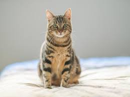 Hoy es el día internacional del gato, pero también son días especiales para estos felinos el 20 de febrero y el 29 de octubre. El Dia Internacional Del Gato Se Celebra Tres Veces Al Ano