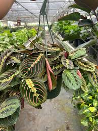 Image result for Maranthes floribunda