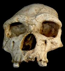Du haut de ses 122 ans lorsqu'elle est décédée, jeanne calment était considérée comme la femme ayant vécu le plus longtemps sur terre. Homme De Tautavel Wikipedia