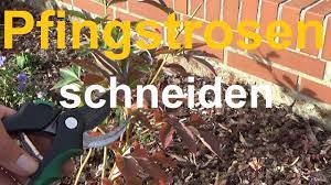 Am besten nehmen sie den. Pfingstrosen Schneiden Ruckschnitt Pfingstrose Paeonia Schneiden Zuruckschneiden Herbst Youtube