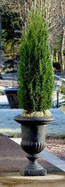 Check spelling or type a new query. Cypress Planting Pruning And Advice On Caring For It