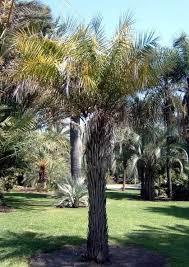 Image result for Phoenix pusilla