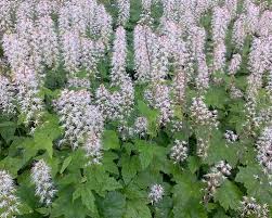 Our flowers are handcrafted by artisans to achieve the appearance of natural flowers. Tiarella Plant Growing Guide Foam Flower And Laceflower
