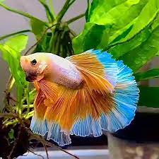 pin on water world undersea world sea creatures fish vodnyj mir podvodnyj mir obitateli morej ryb