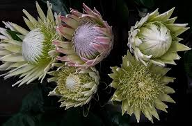 Image result for Protea micans