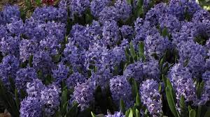 Image result for Hyacinthaceae
