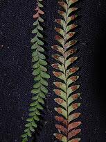 Image result for Lellingeria