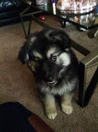 If you give your alaskan shepherd puppy love and affection, then the dog will love you back. 55 Alaskan Shepherd Ideas Alaskan Shepherd Alaskan Alaskan Malamute