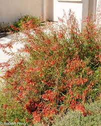 Image result for Scleria laxiflora