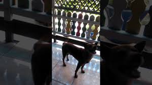 Adakah ada kiatan dengan mimpi saya? Bermain Dengan Anjing Kesayangan Youtube