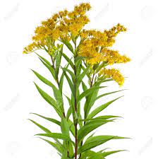 Related Image Goldenrod Flower White Background Floral Image