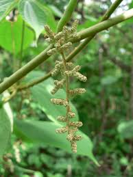 Image result for Dioscorea dumetorum