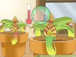 3 Ways To Care For Nepenthes Tropical Pitcher Plants Carnivorous Plants Pitcher Plant Plants