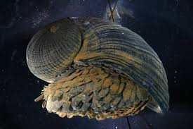Deep Sea Hydrothermal Vent Snail Crysomallon Squamiferum The Snail S Foot Is Armored With Iron Mineral Scales Weird Sea Creatures Snail Sea Creatures