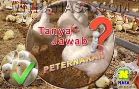 Jenis unggas petelur yang memiliki tubuh. Tanya Jawab Budidaya Ayam Pedaging Dan Ayam Petelur