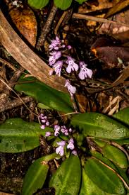 Image result for Syncolostemon linearis