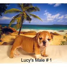 They have been raised in our family home and given the very best in care and attention including veterinary care. Fancy S Kennel English Bulldog Breeder In Dalton Georgia