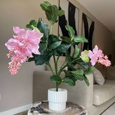Image result for Medinilla
