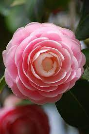 Camellia Beautiful Flowers Pretty Flowers Flowers