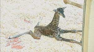 Baby Giraffe Dies At Tennessee Zoo After Being Stepped On By Mother Ktla
