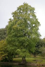 Image result for Taxodium