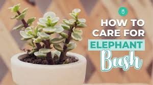 The plant's leaves and stems contain oxalic acid, which can cause serious illness in children kalanchoe beharensis (commonly known as elephant's ear kalanchoe, felt bush, or feltbush) is a plant species in the succulent genus kalanchoe. How To Care For Elephant Bush Portulacaria Afra Care Youtube