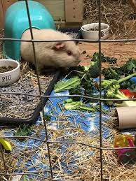 Unlike dogs, boarding small animals requires a little more forward planning. Spring Cottage Small Animal Boarding Home Facebook