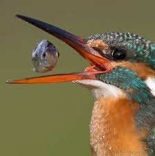 List Birds That Start With B Featuring Standout Bird Pics On Instagram Common Kingfisher With Flying Fish By Txanjaime Sebas Your Best Birds B Bird Photography Bird Nature Animals