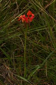 Image result for Disa erubescens