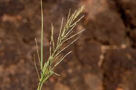 Image result for Leptochloa panicea