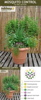 plants for mosquito control idees jardin jardin potager jardins