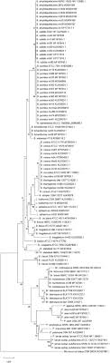 Hicrome Bacillus Agar For Presumptive Identification Of