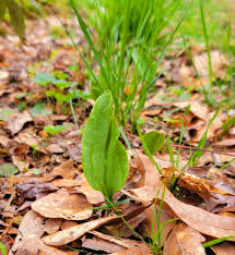 Image result for Ophioglossum