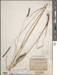 Image result for Setaria pseudaristata