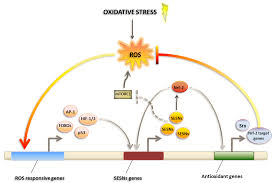 7,181 likes · 2 talking about this. Cancers Free Full Text Sestrins As A Therapeutic Bridge Between Ros And Autophagy In Cancer Html