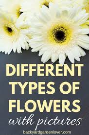 This beautiful flower (endangered in some regions) actually has three petals (if we could see it in detail and take it apart). Different Types Of Flowers With Pictures