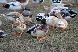 We did not find results for: Miniature Silver Appleyard Duck Creek Farm