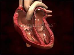 The Human Heart Kannada Youtube