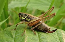 In both crickets and grasshoppers, the hind legs are large in proportion to their bodies, and this enables them to jump really long distances. Id Guide Grasshoppers Bush Crickets Groundhoppers British Naturalists Association
