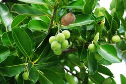 Image result for Calophyllum