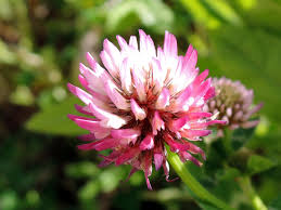 Image result for Trifolium isthmocarpum