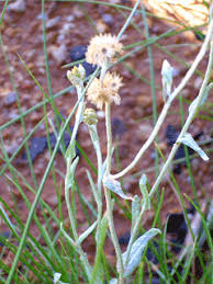 Image result for Pseudognaphalium luteo-album