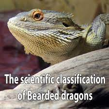 The Scientific Classification Of Bearded Dragons Bearded Dragon Baby Bearded Dragon Bearded Dragon Cute