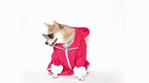 Menswear Dog Gifs With Summer Mens Wear 2013 Menswear Dog Mens Fashion Business Business Fashion
