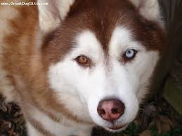 Blue Eyes Black And Brown Husky A Photo Of A 1 5 Years Old Red Siberian Husky Blue Eyed Dog Husky Eyes White Husky Red Husky