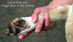 Tip For Keeping Dog S Paws Healthy Dog Yeast Infection Yeast Infection Yeast Infection Treatment