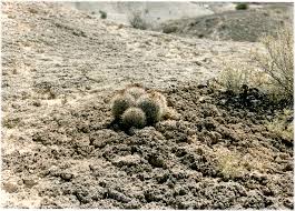 Nato a roma il 25 agosto 1972. Seinet Portal Network Pediocactus Sileri